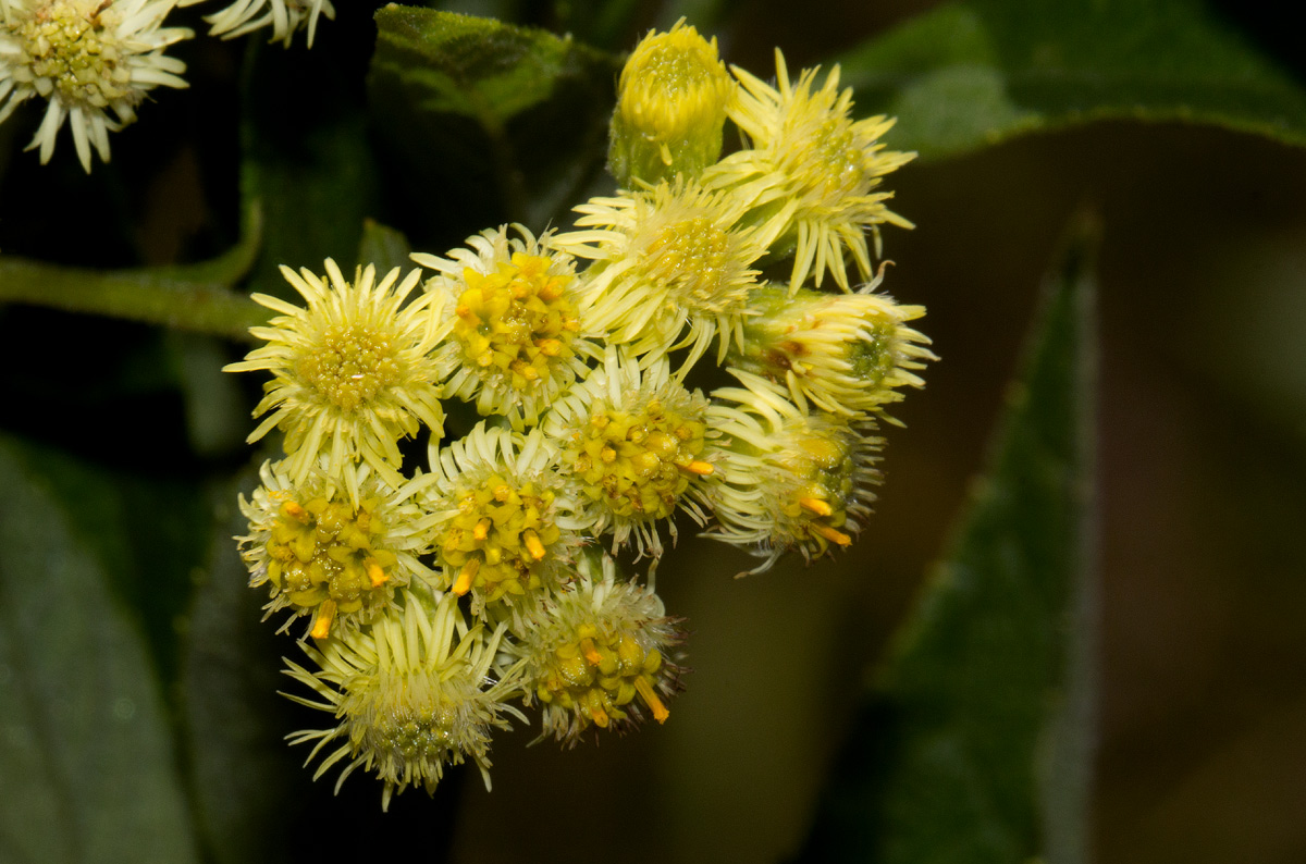 Microglossa pyrrhopappa