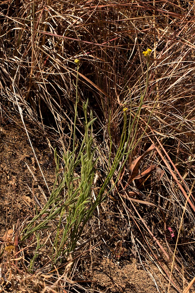 Nidorella spartioides