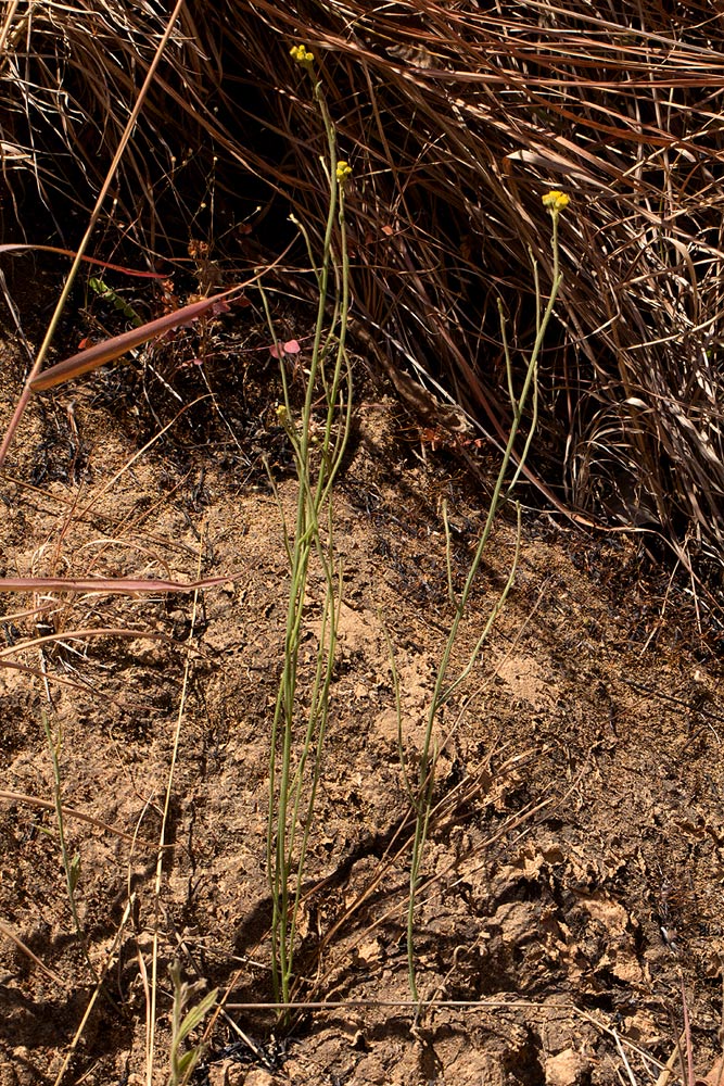Nidorella spartioides