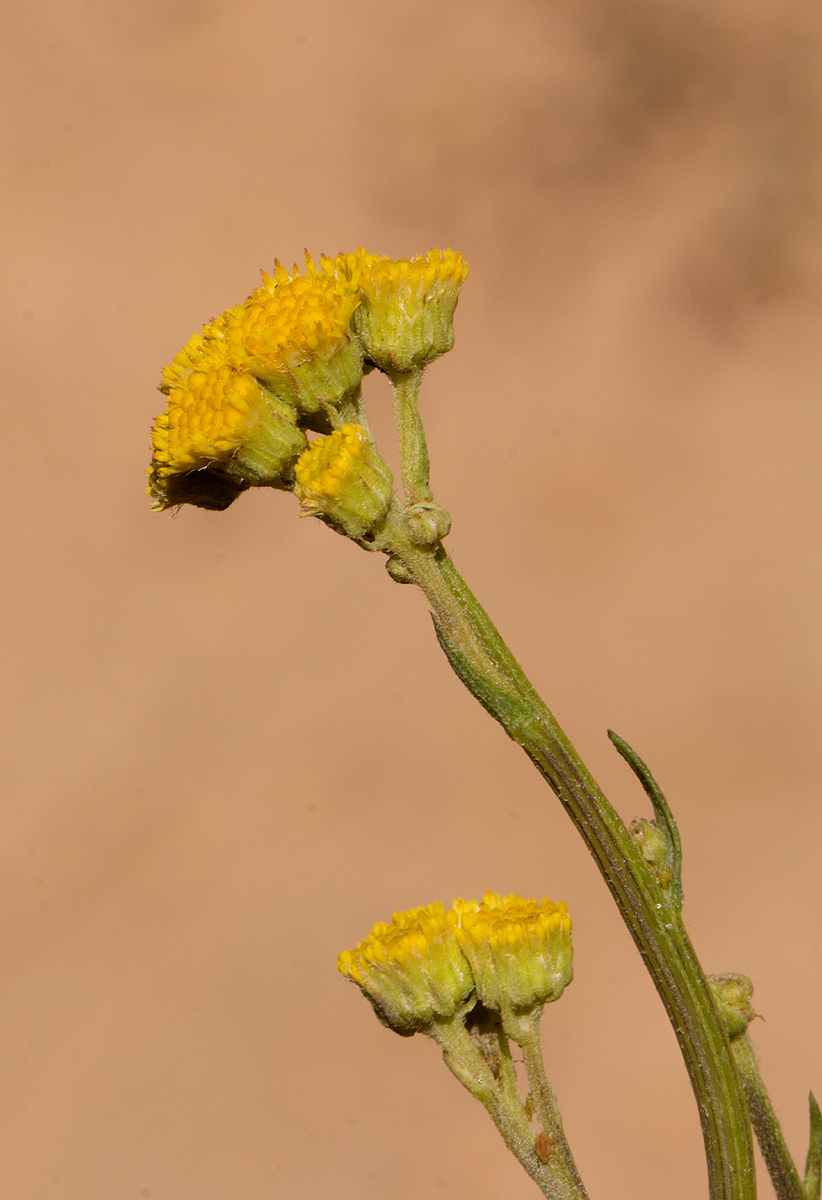 Nidorella spartioides