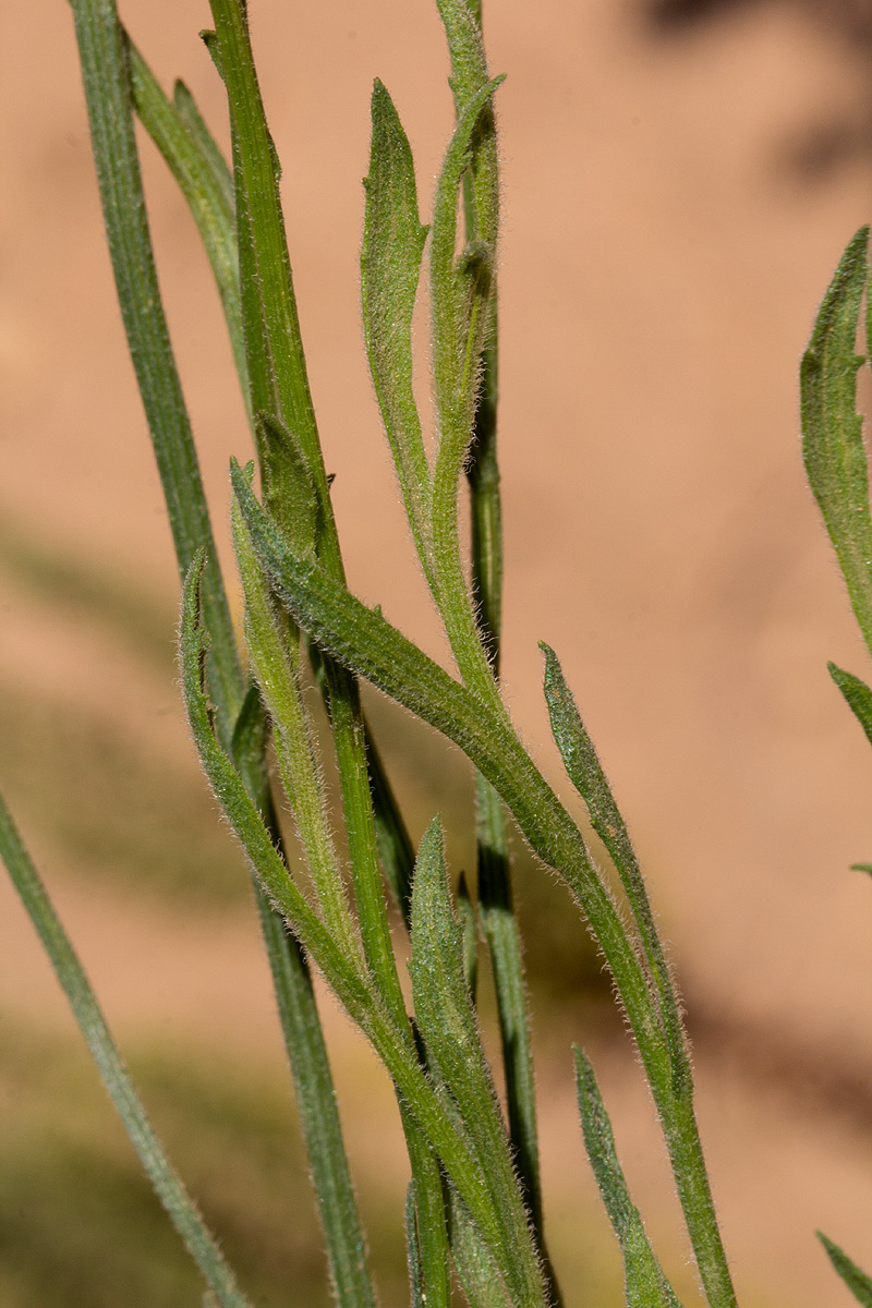 Nidorella spartioides