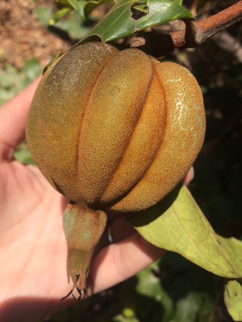 Rothmannia whitfieldii