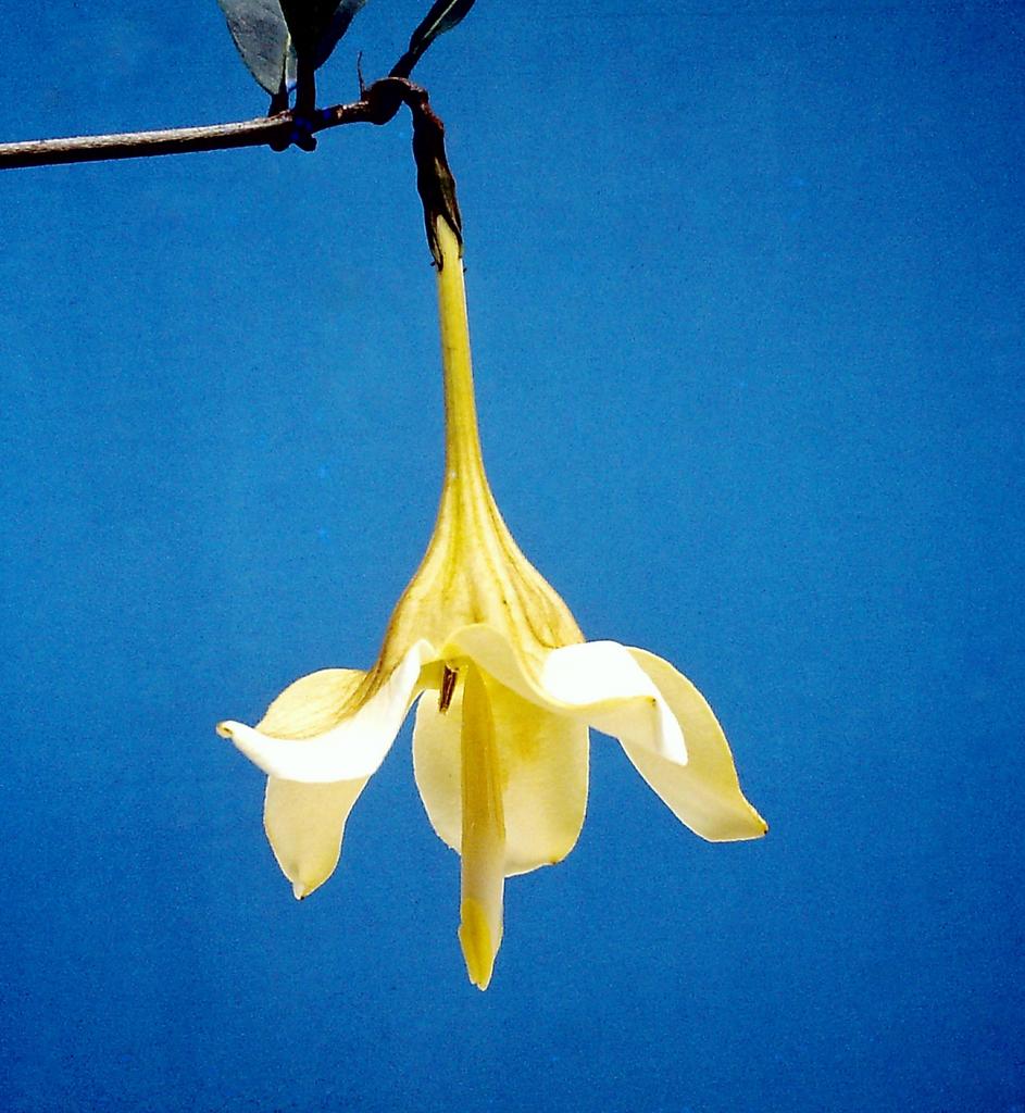 Rothmannia whitfieldii