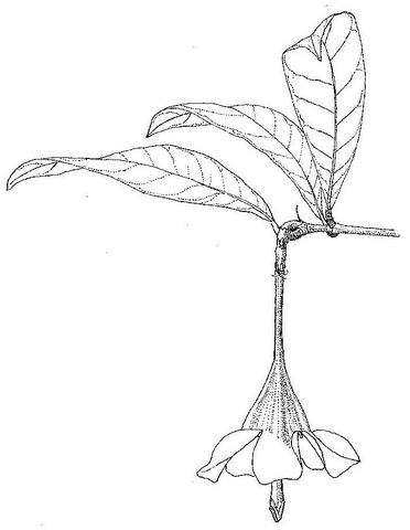 Rothmannia whitfieldii