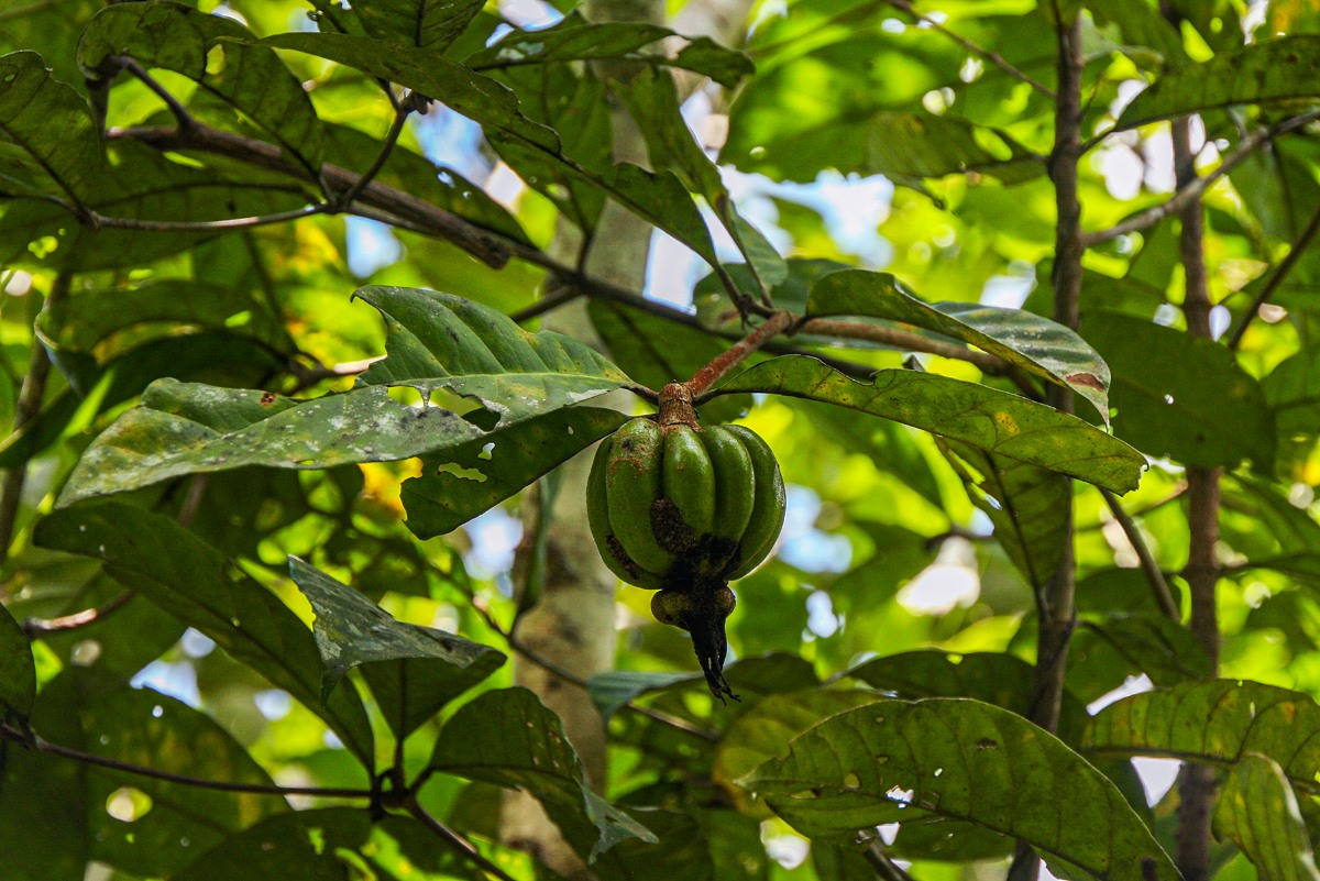 Rothmannia whitfieldii