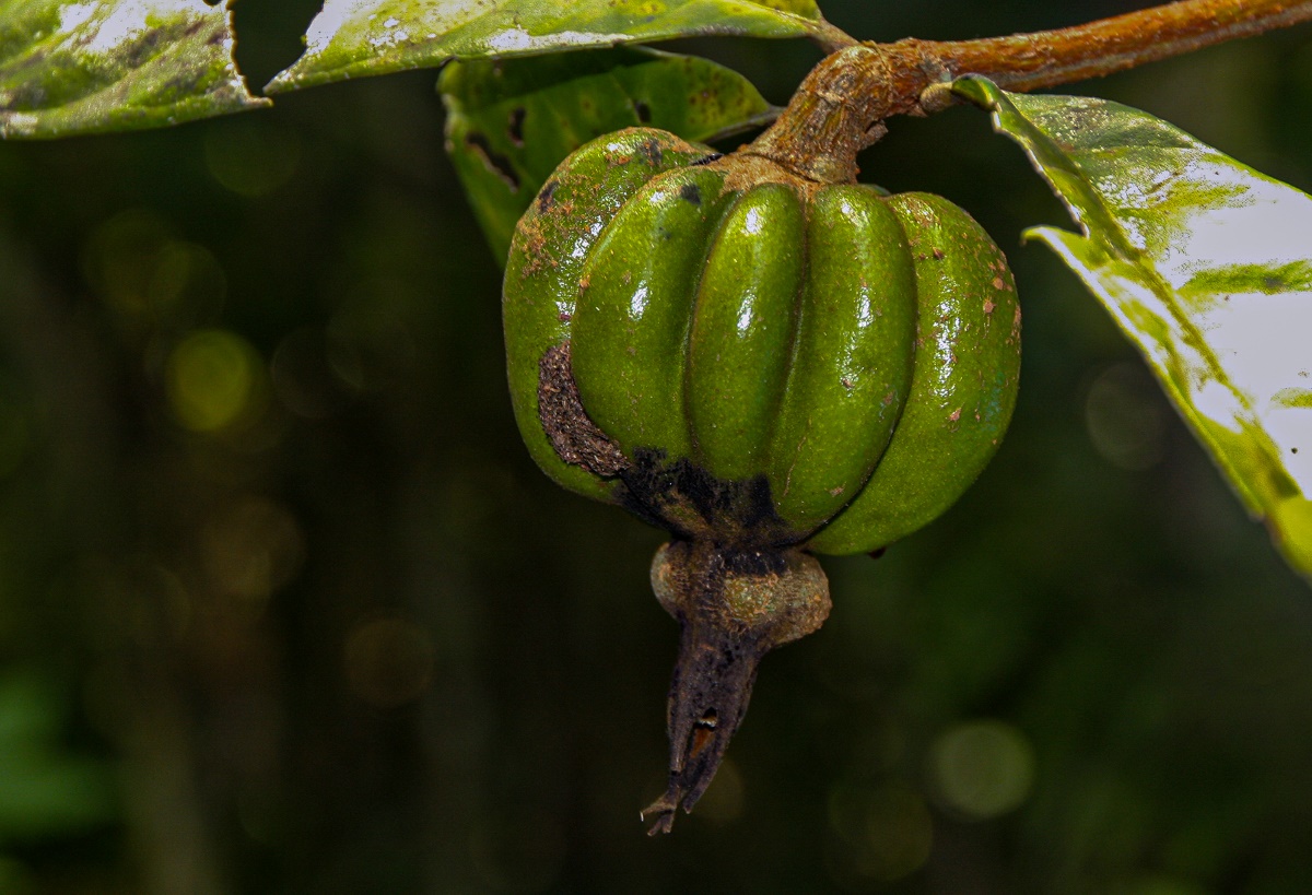 Rothmannia whitfieldii Rothmannia whitfieldii