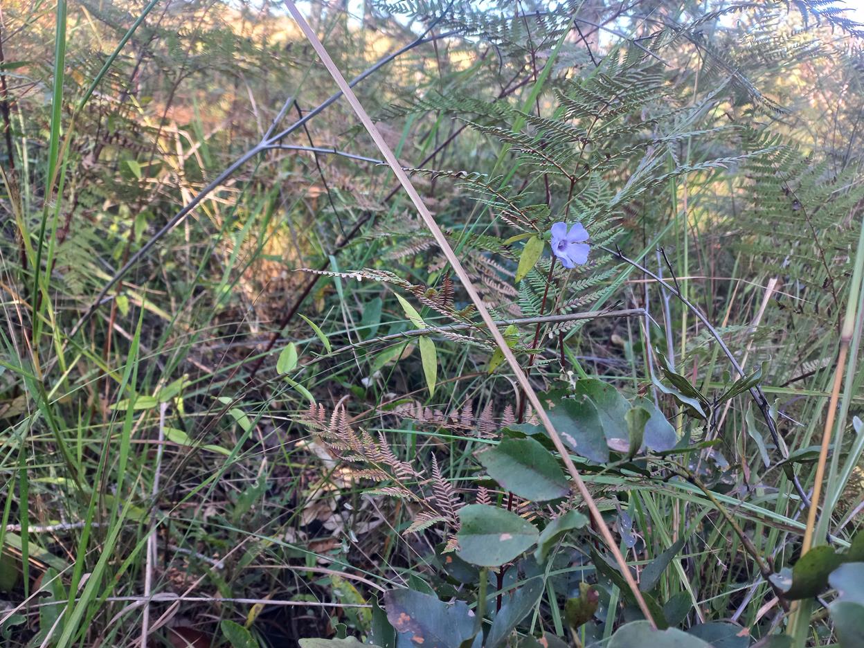 Thunbergia gossweileri