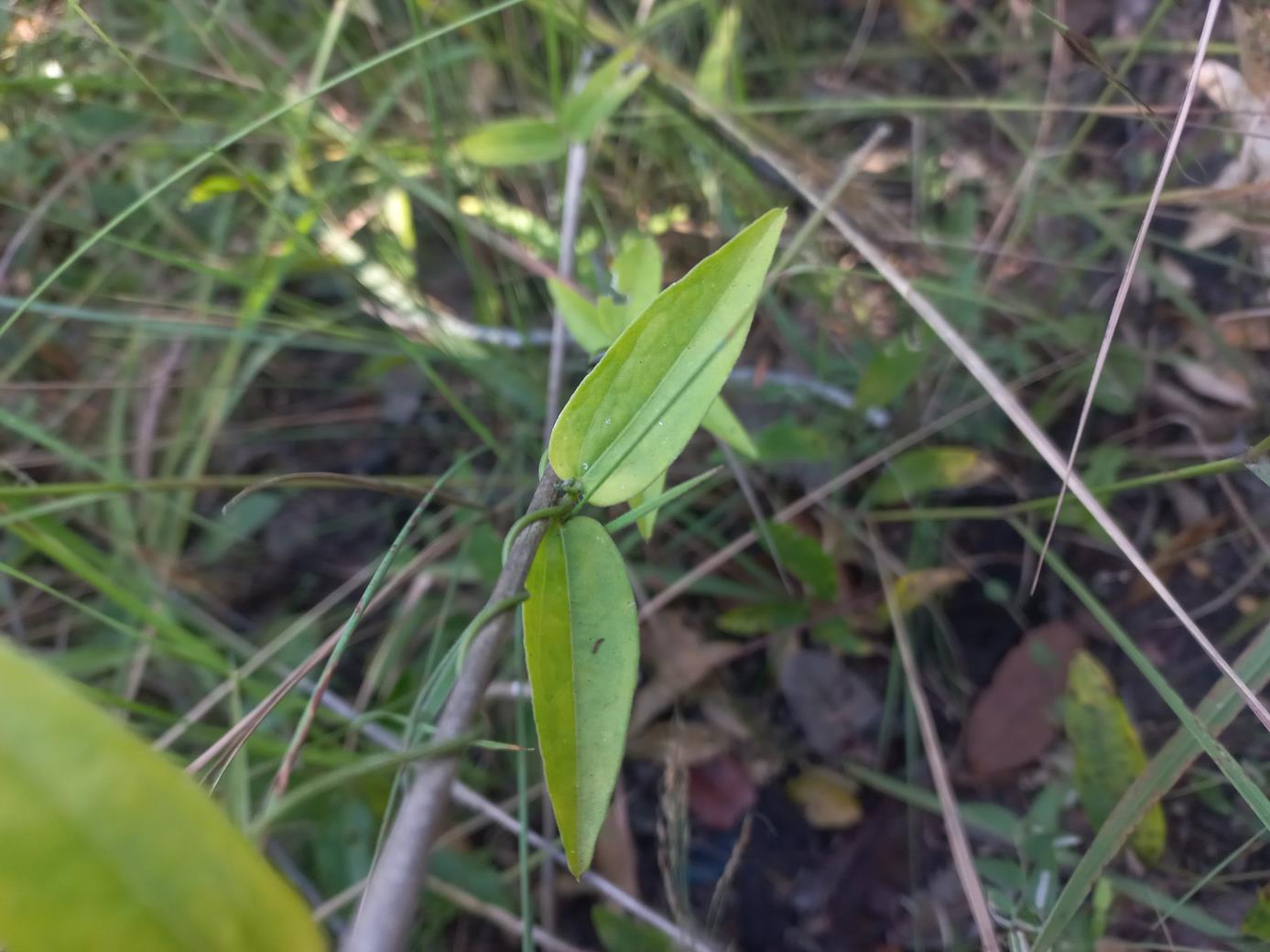 Thunbergia gossweileri