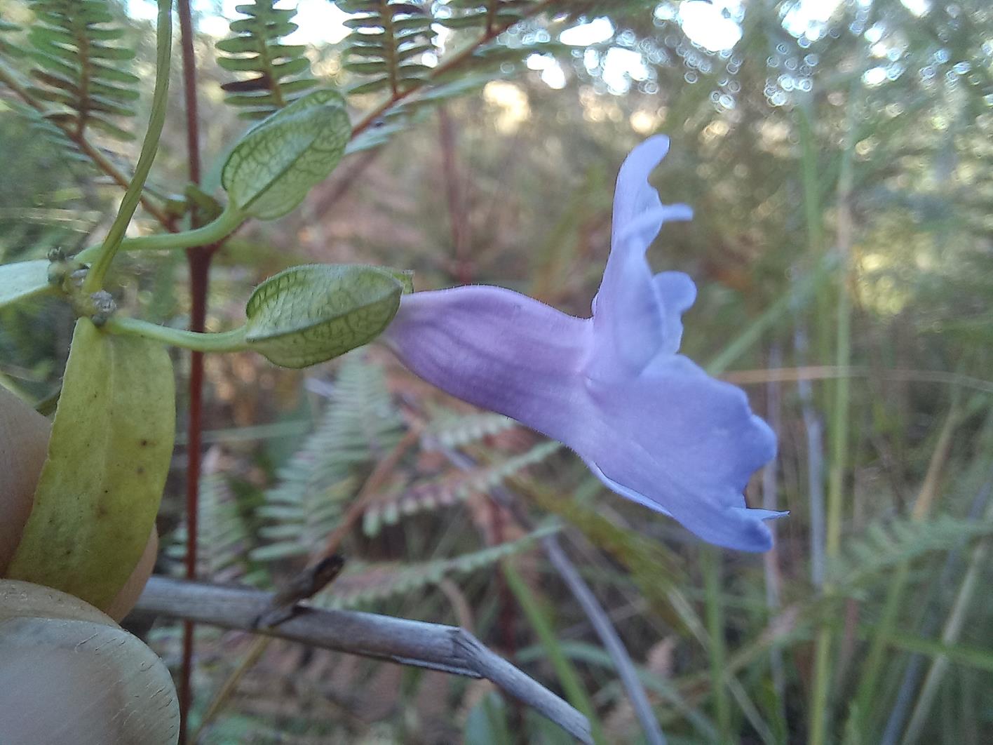 Thunbergia gossweileri