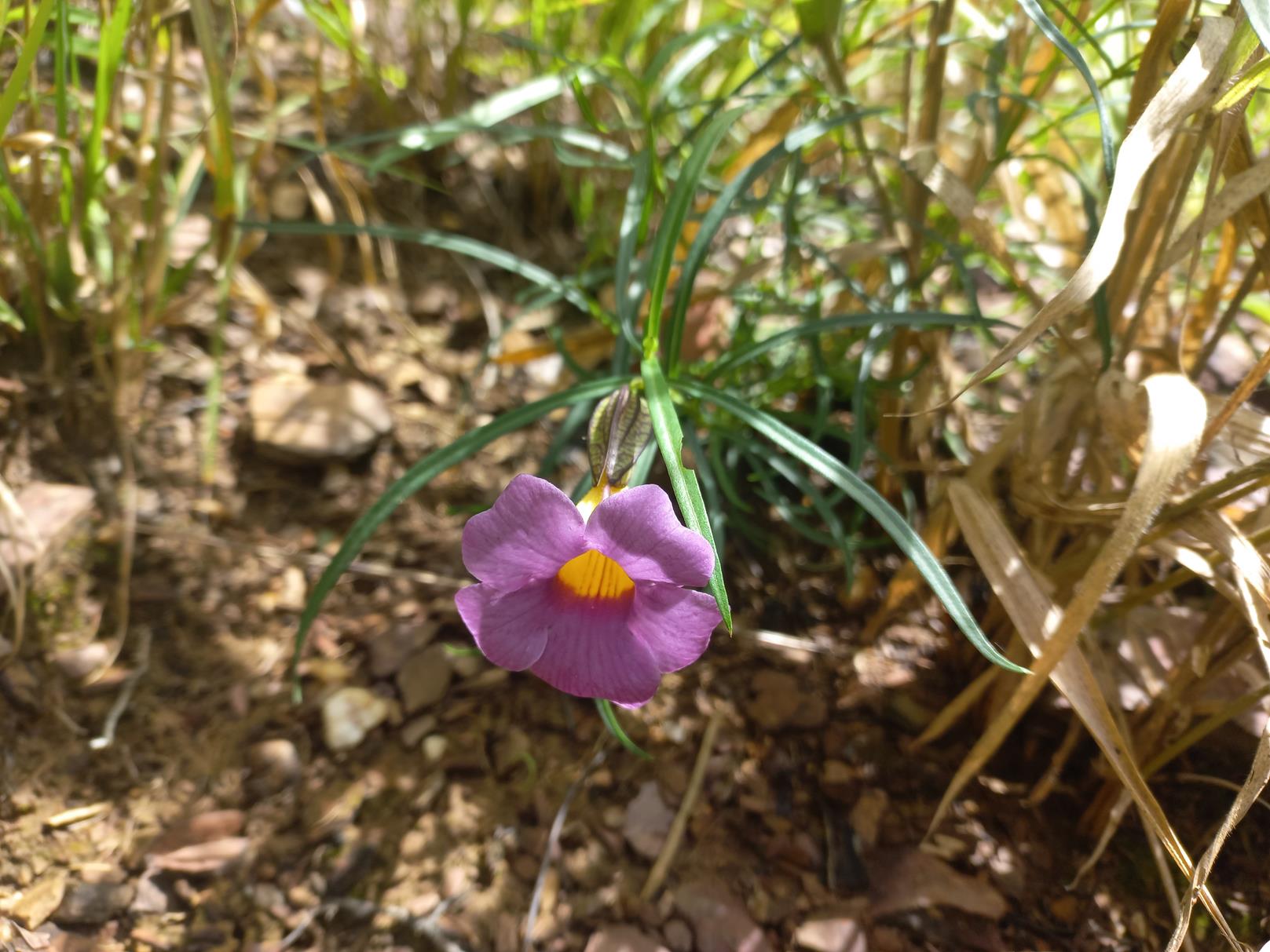 Thunbergia graminifolia