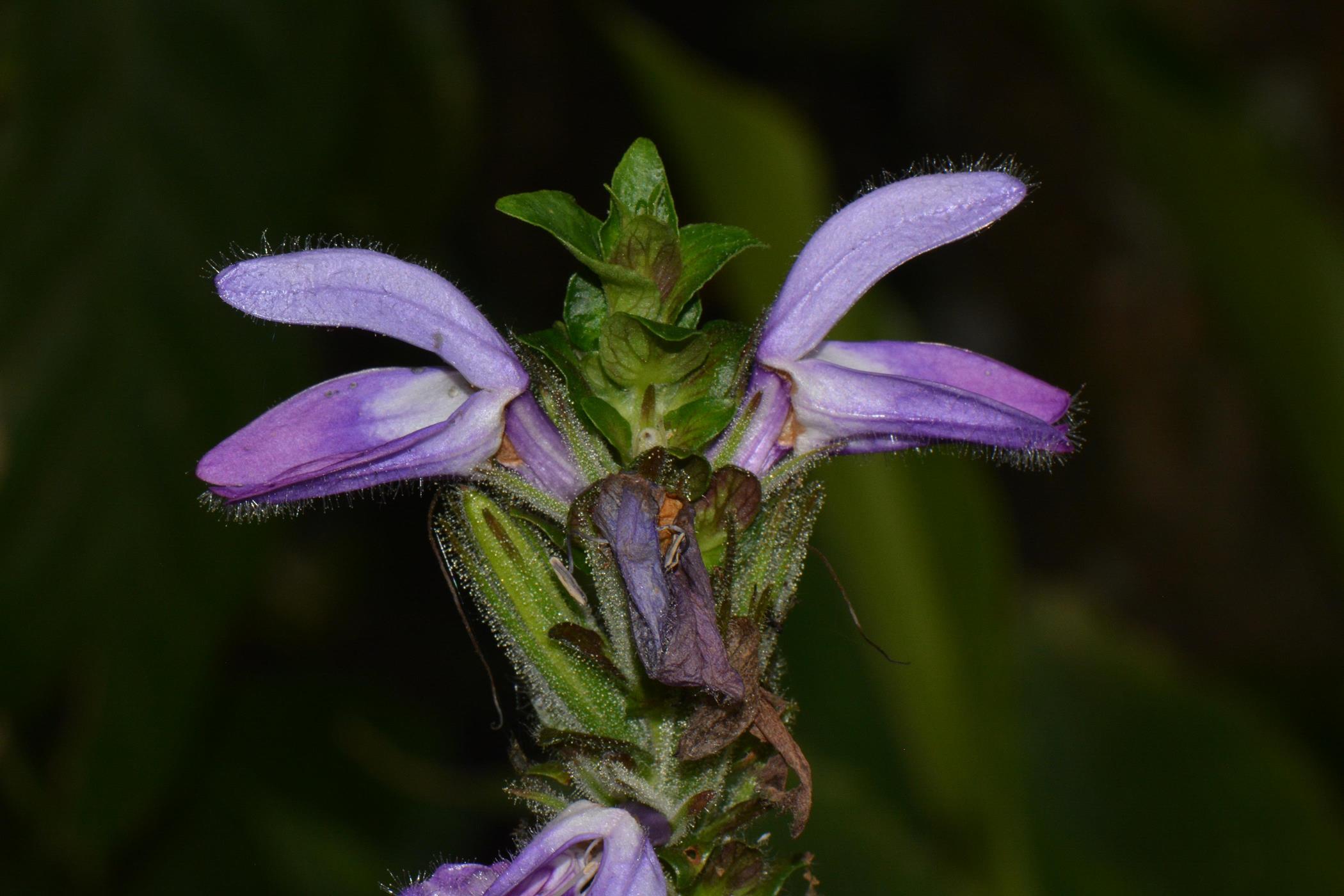 Brillantaisia madagascariensis