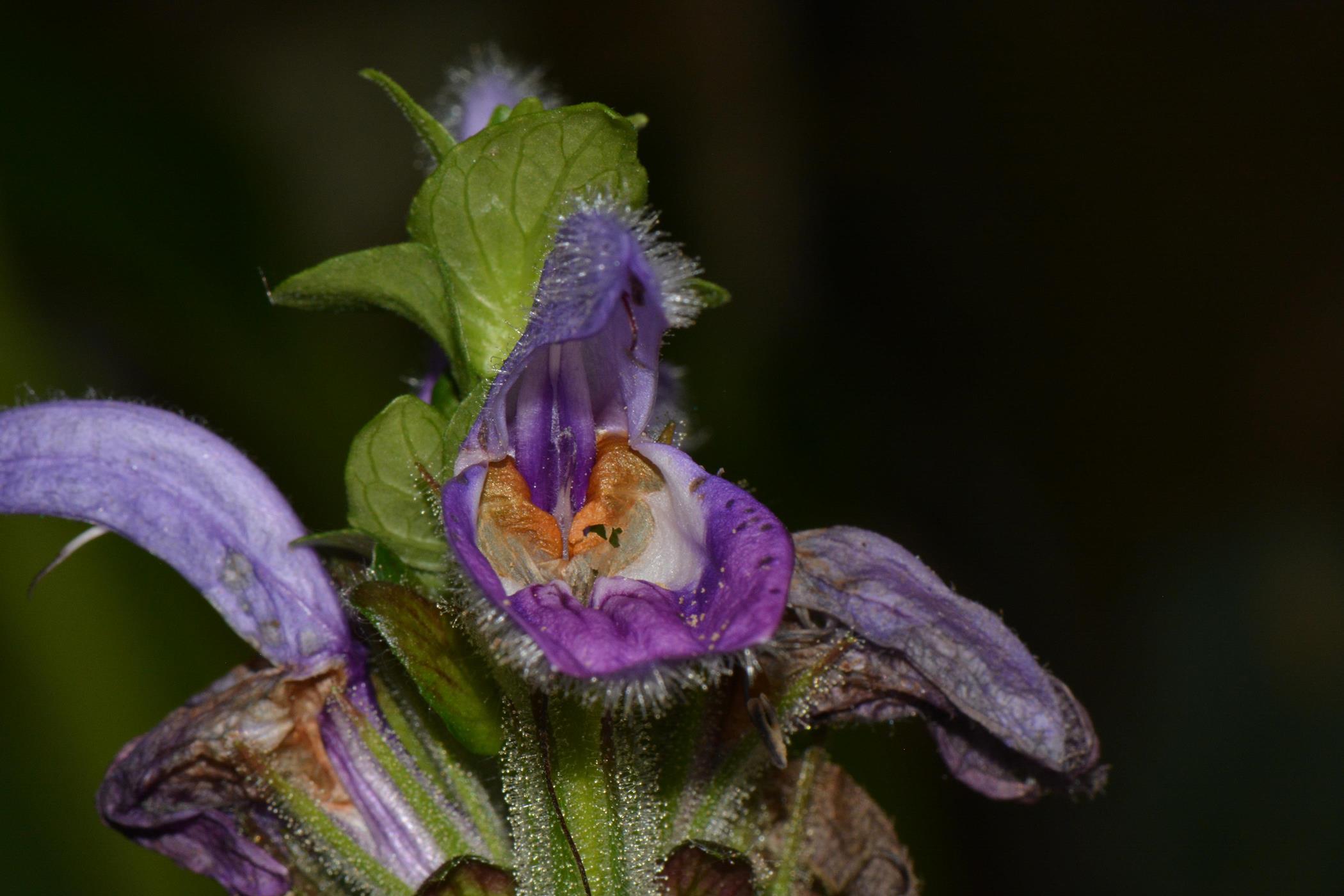 Brillantaisia madagascariensis