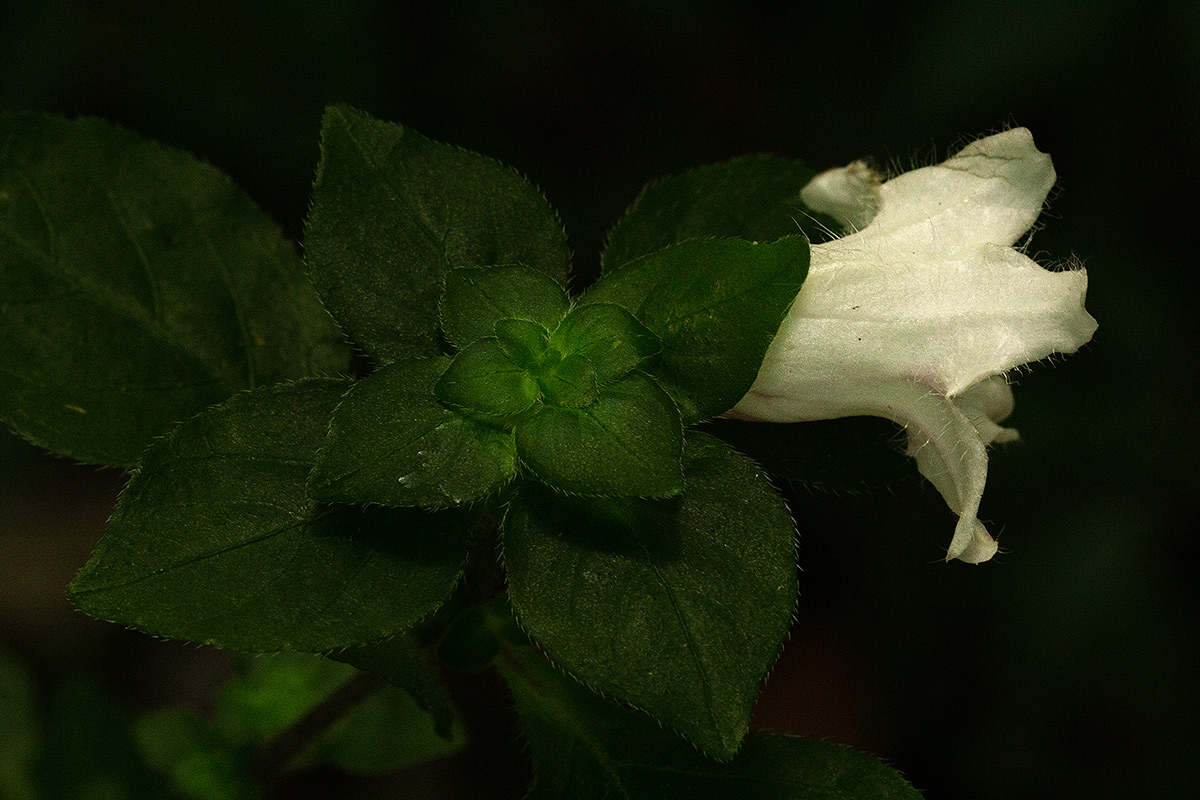 Acanthopale confertiflora