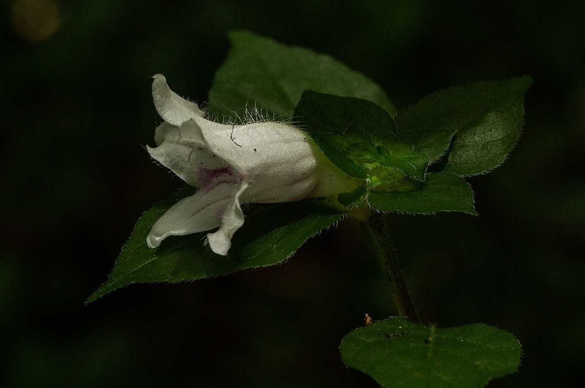 Acanthopale confertiflora