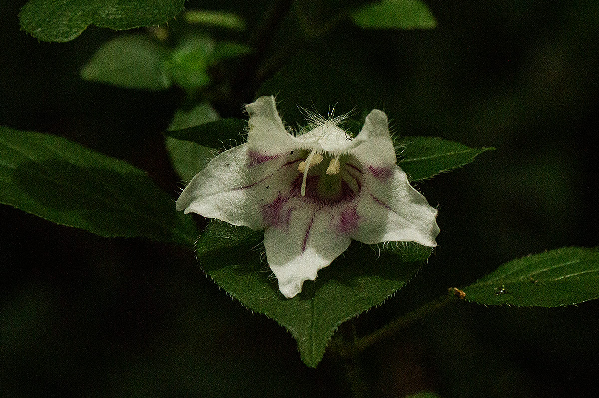 Acanthopale confertiflora