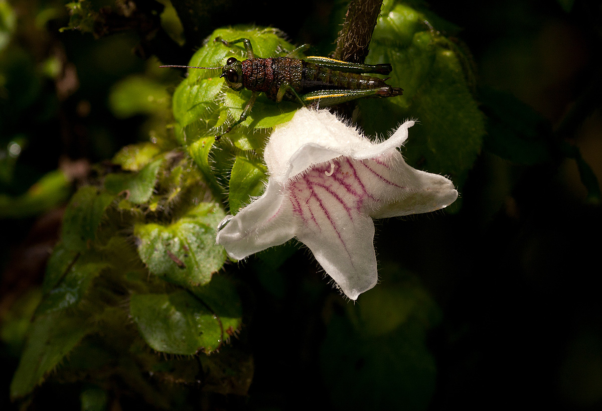 Acanthopale confertiflora