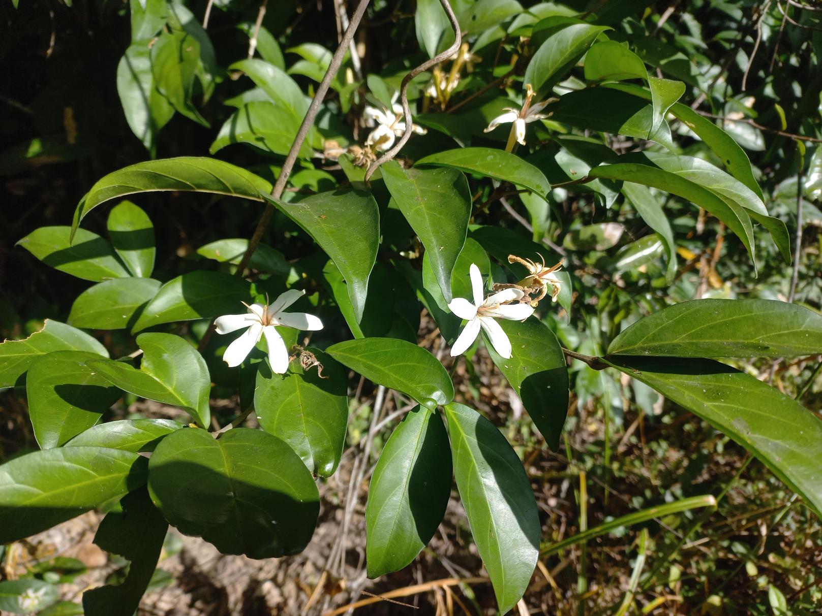 Aulacocalyx jasminiflora subsp. jasminiflora Aulacocalyx jasminiflora subsp. jasminiflora