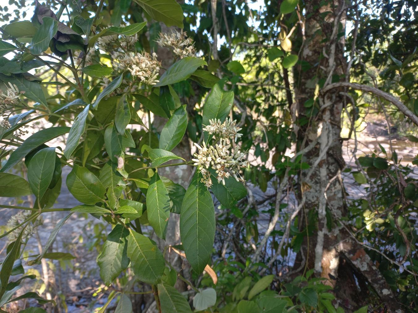 Tarenna pavettoides subsp. gillmanii