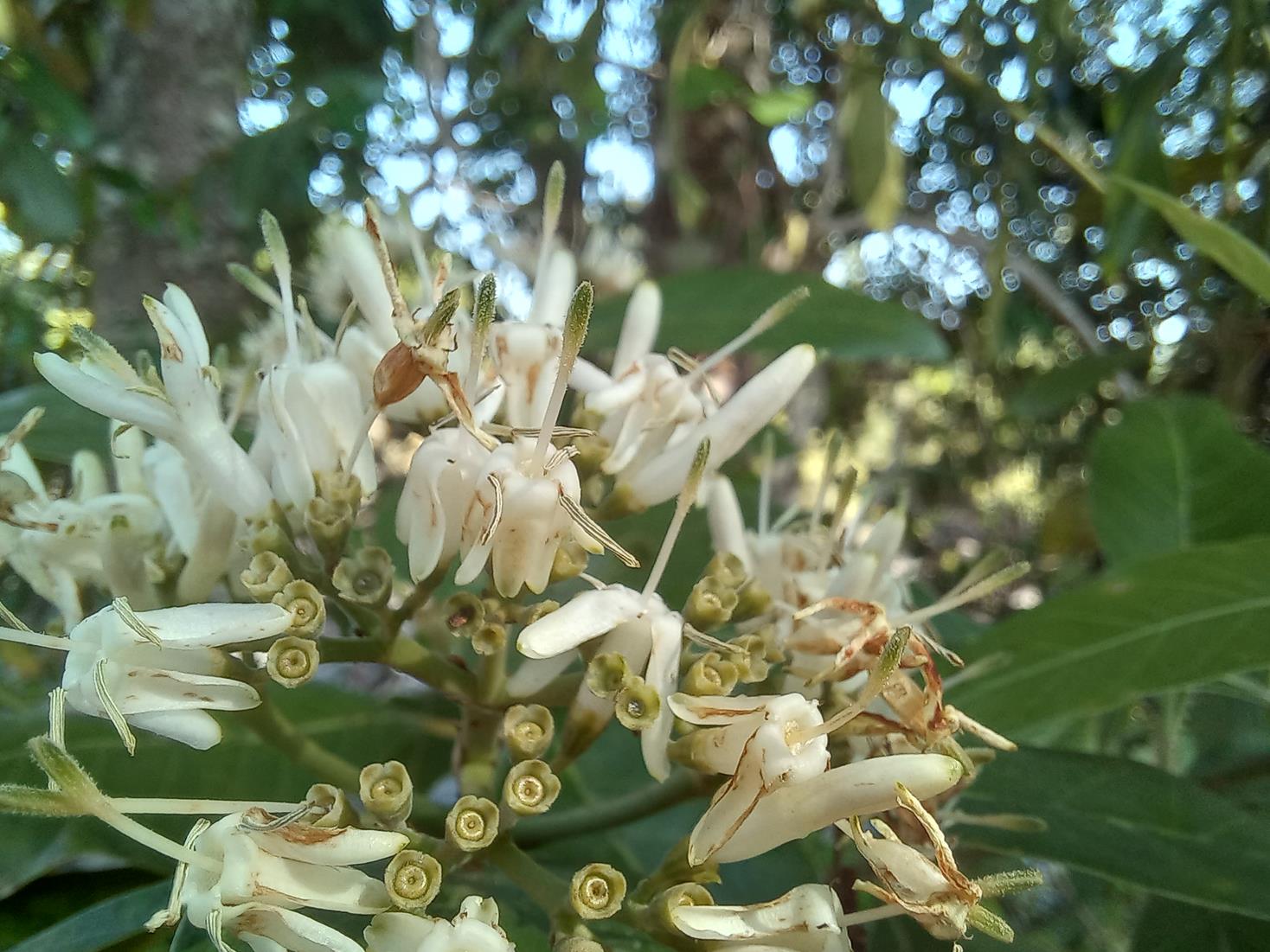 Tarenna pavettoides subsp. gillmanii