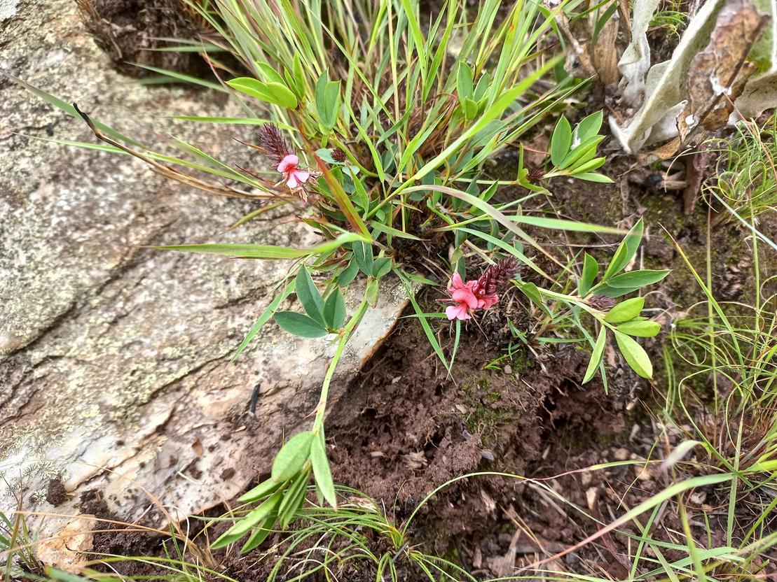 Indigofera wentzeliana