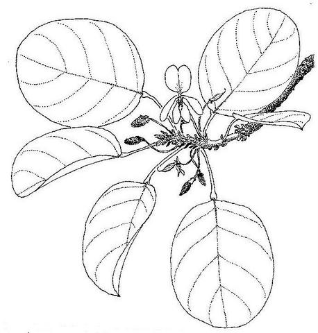 Baphia bequaertii