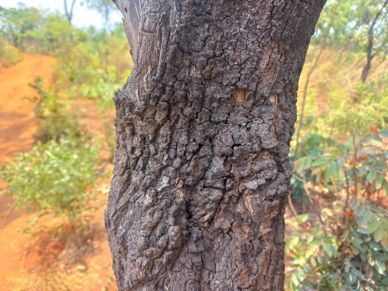 Baphia bequaertii Baphia bequaertii