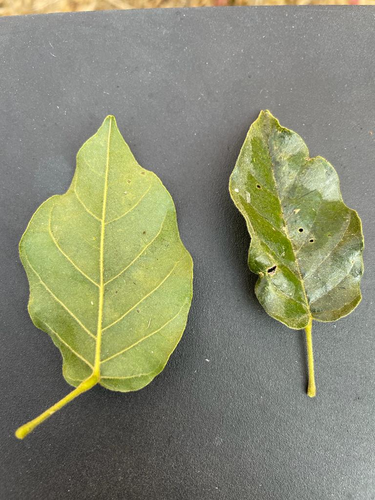 Baphia multiflora subsp. bangweolensis