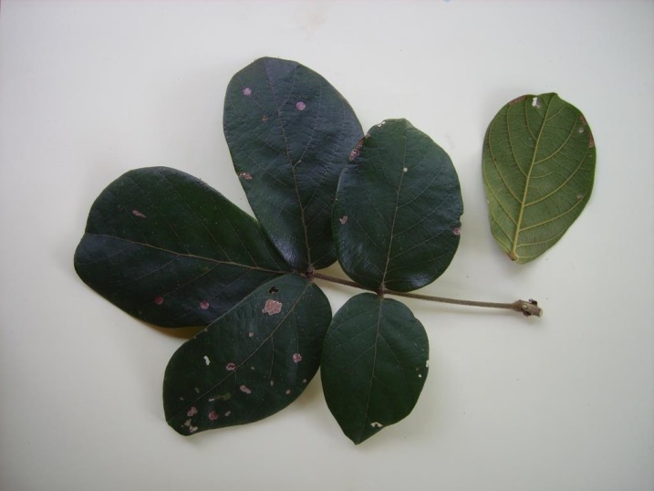 Leptoderris goetzei Leptoderris goetzei