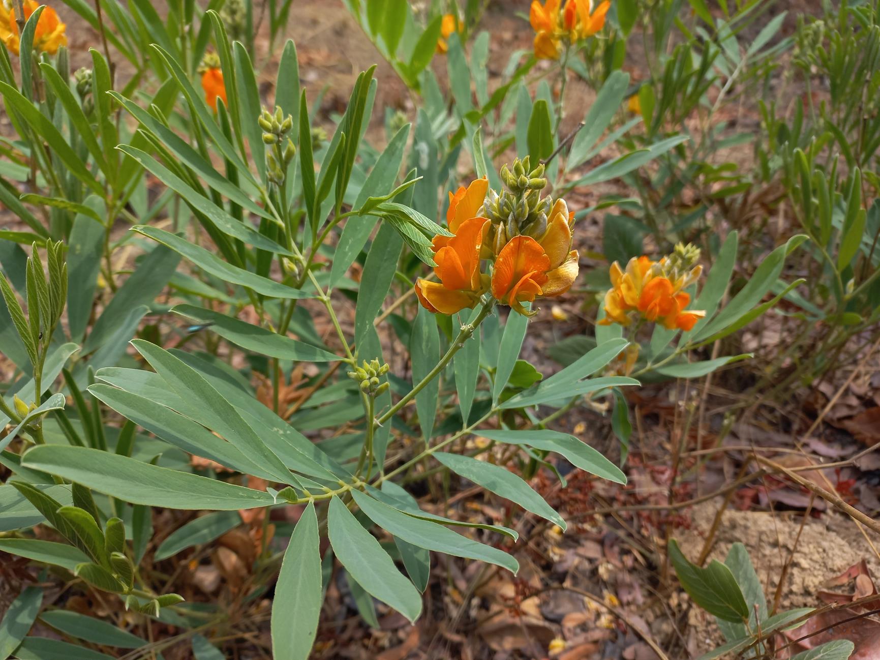 Tephrosia hockii subsp. hirsutostylosa