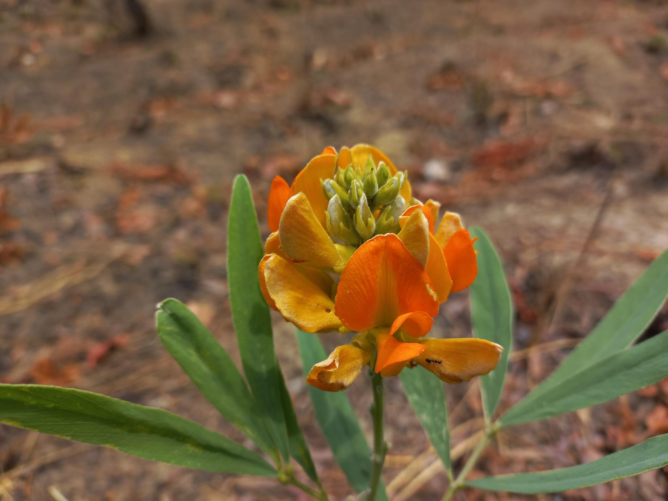 Tephrosia hockii subsp. hirsutostylosa