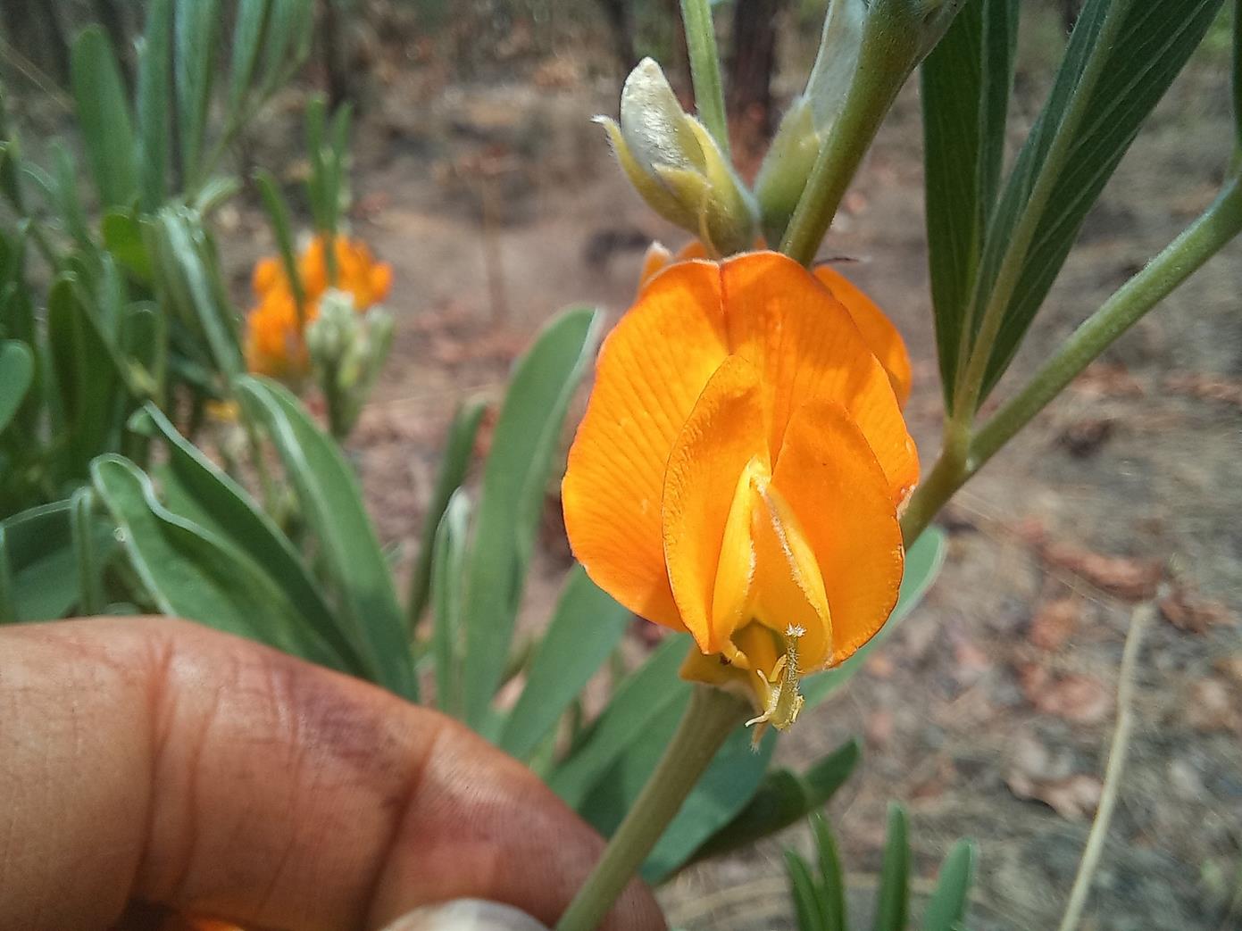 Tephrosia hockii subsp. hirsutostylosa