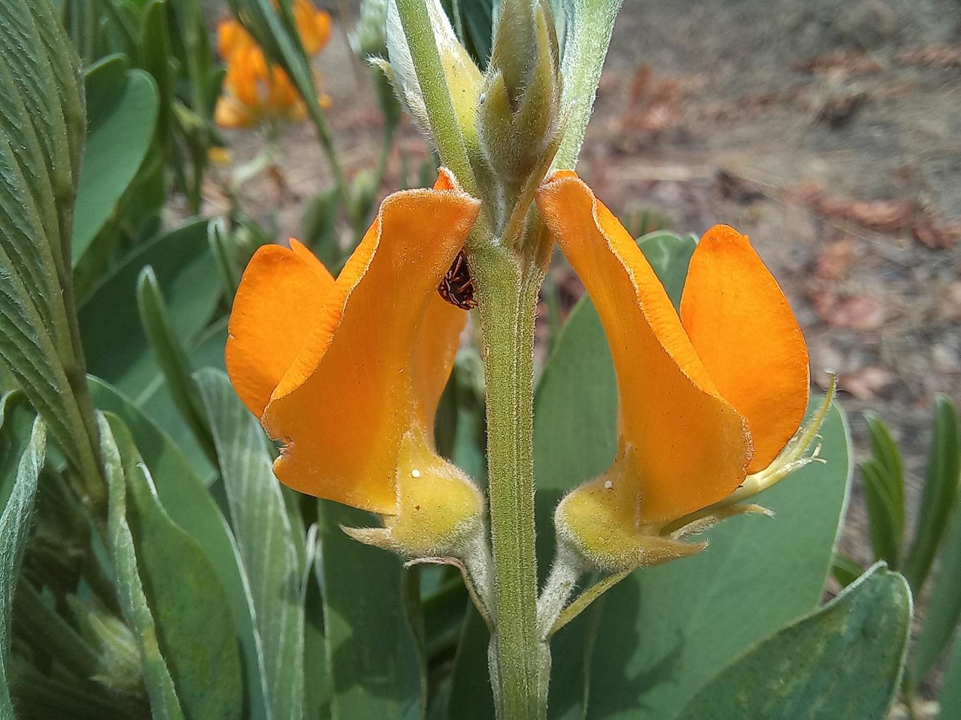 Tephrosia hockii subsp. hirsutostylosa