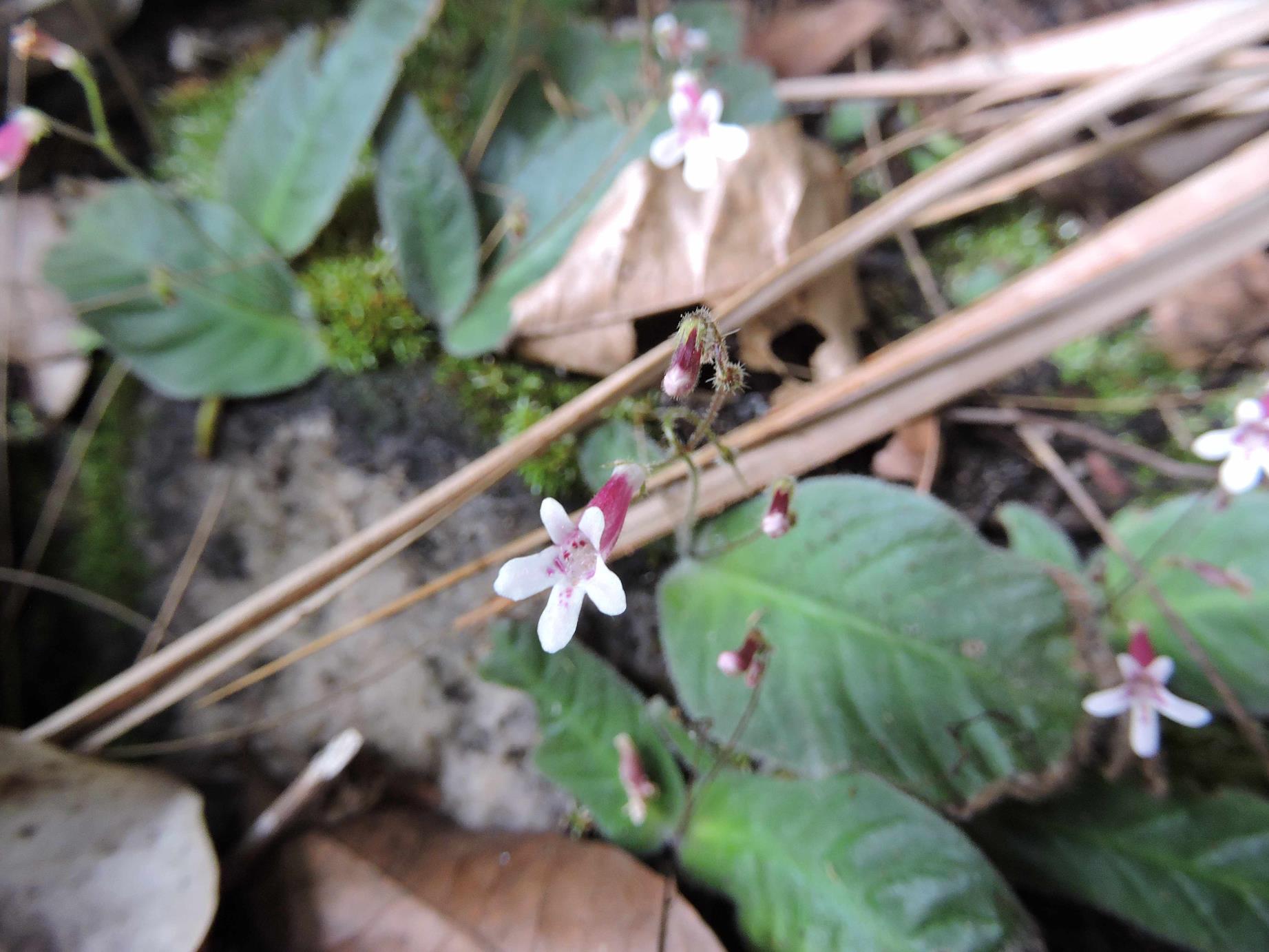 Streptocarpus rhodesianus