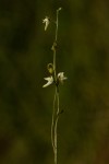 Genlisea pallida