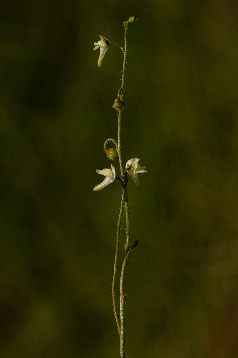 Genlisea pallida