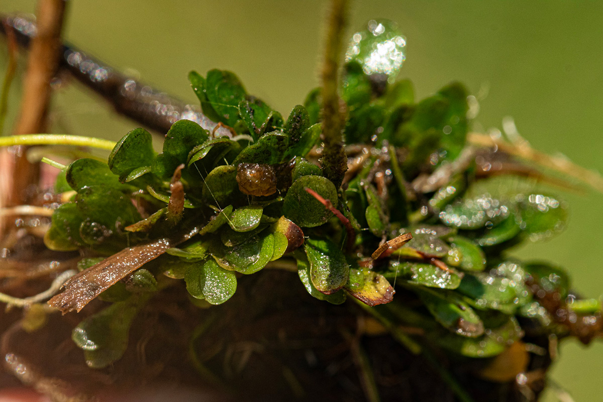 Genlisea pallida