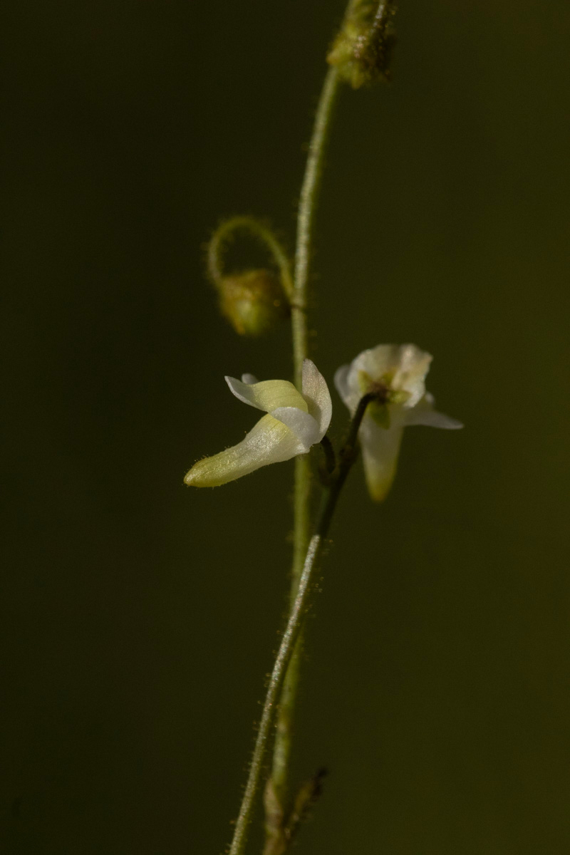 Genlisea pallida