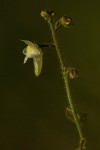 Genlisea pallida