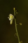 Genlisea pallida