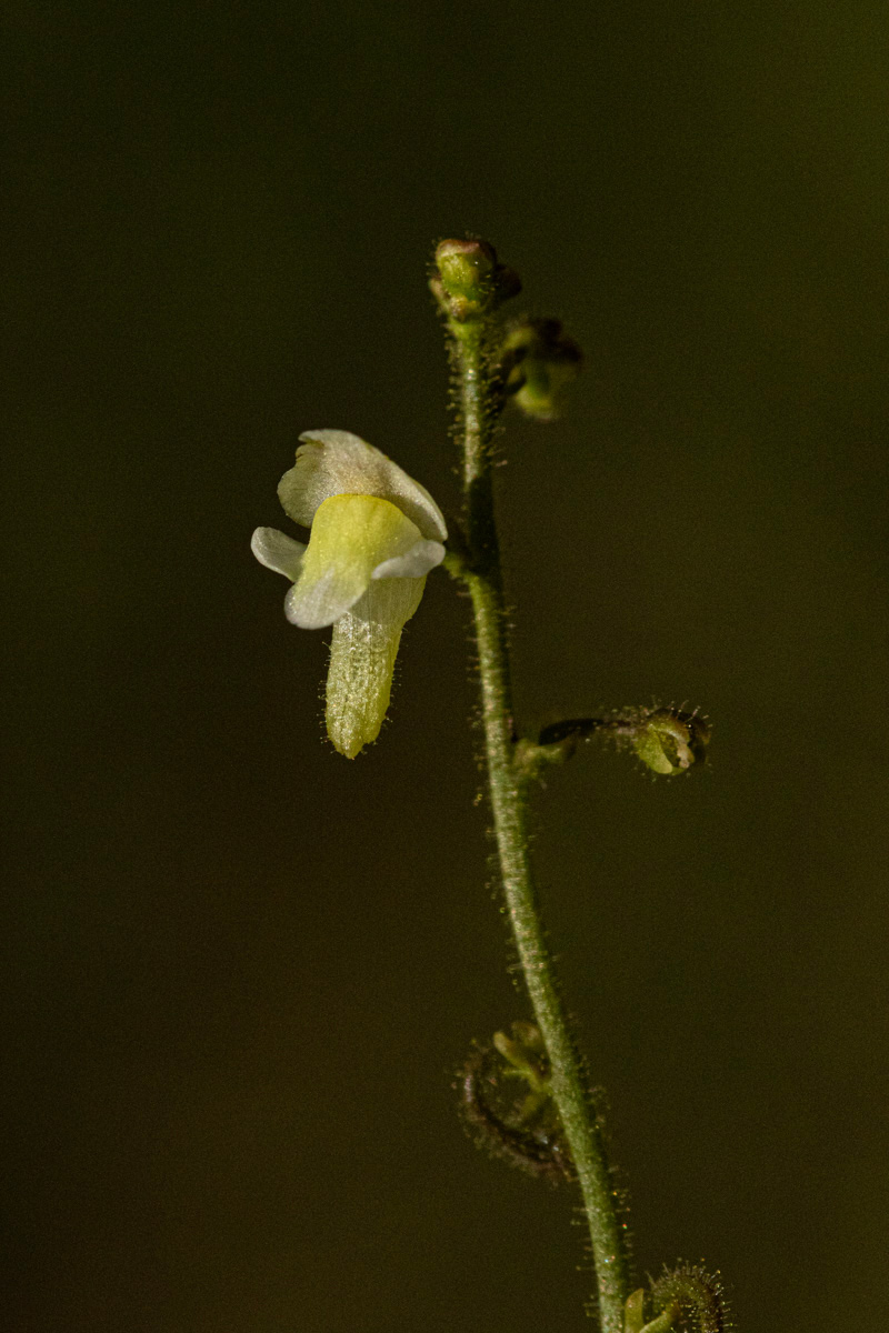 Genlisea pallida