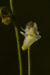 Genlisea pallida