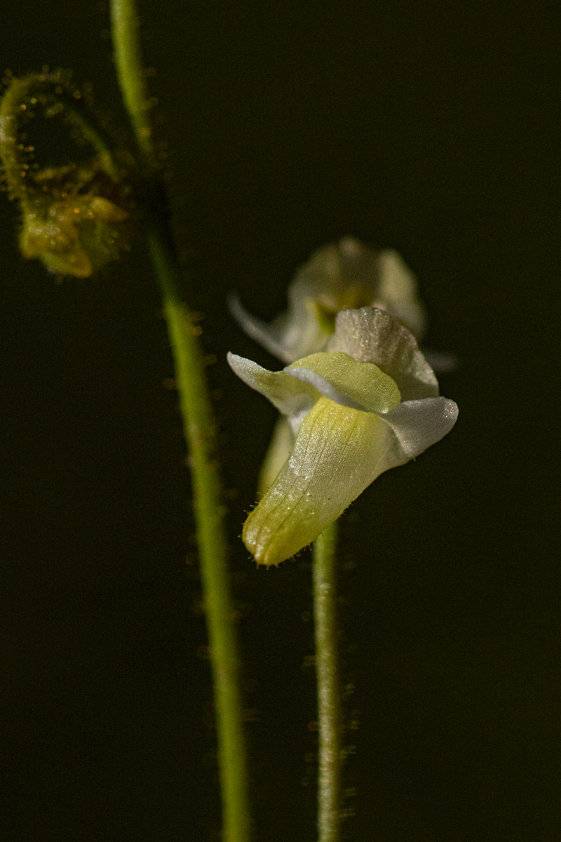Genlisea pallida