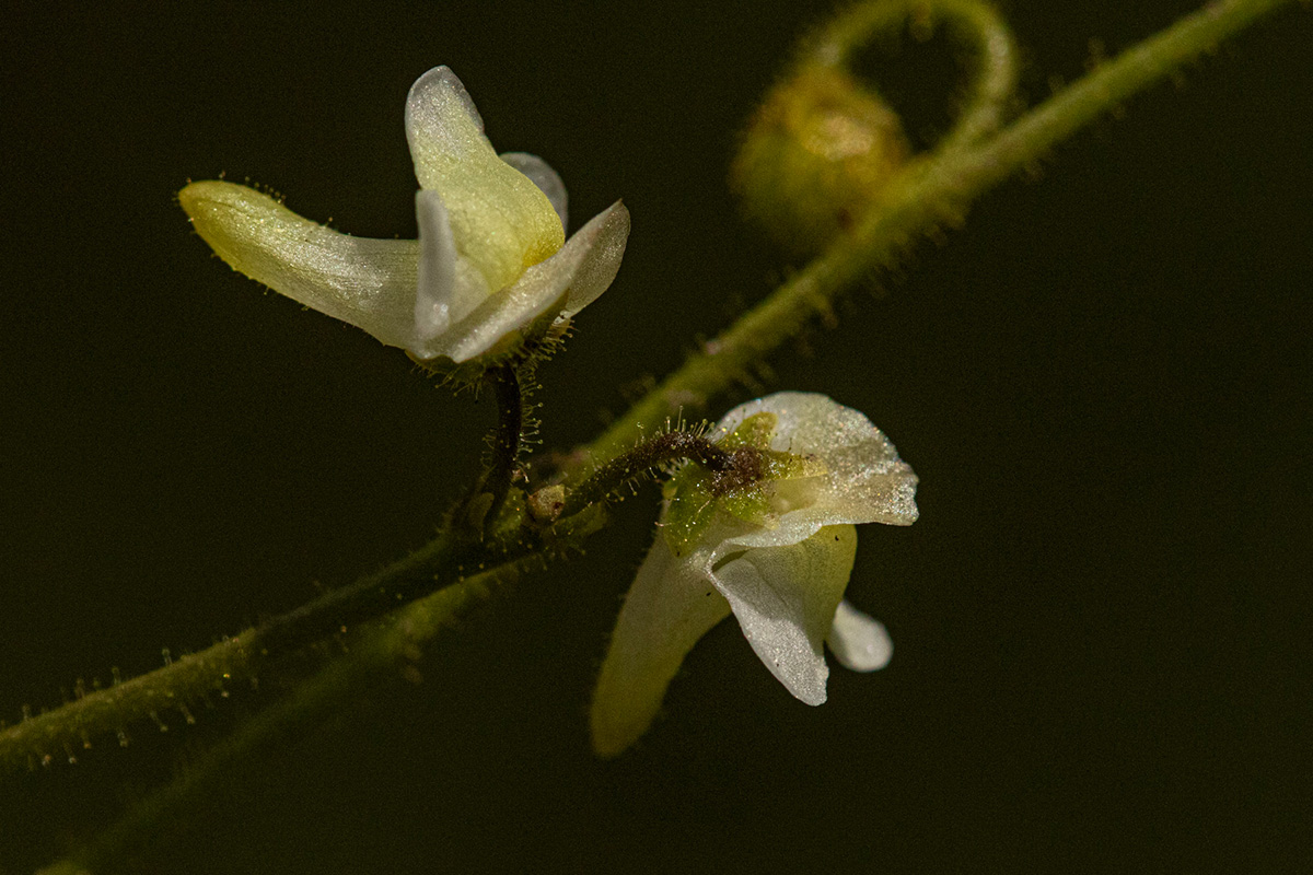 Genlisea pallida