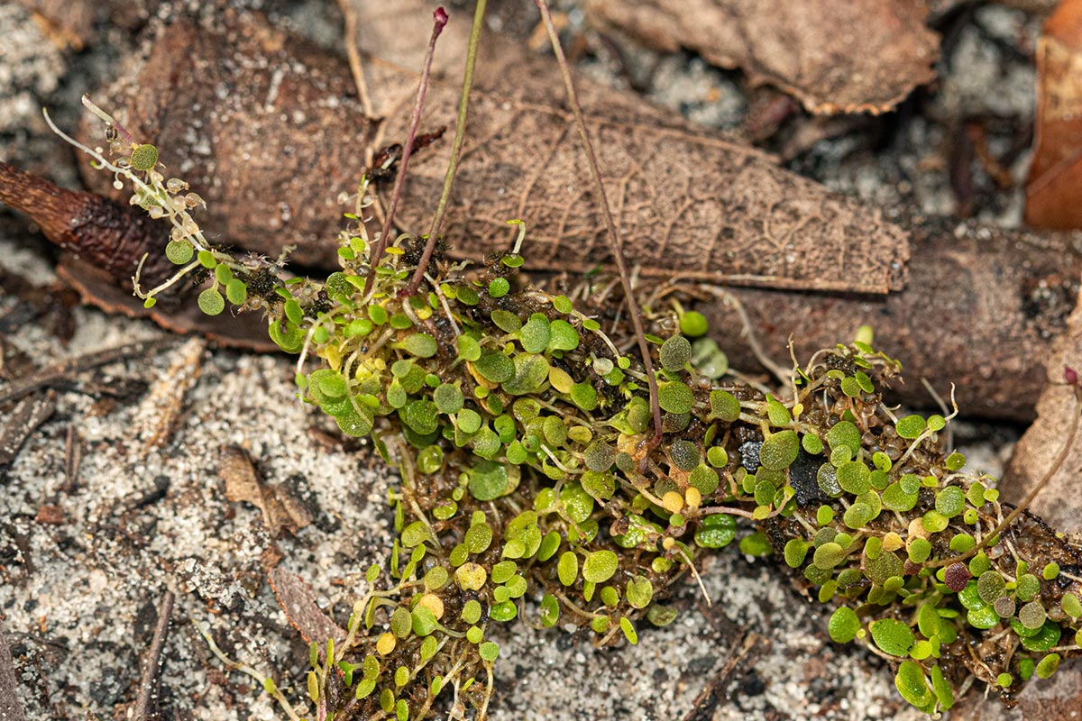 Utricularia striatula