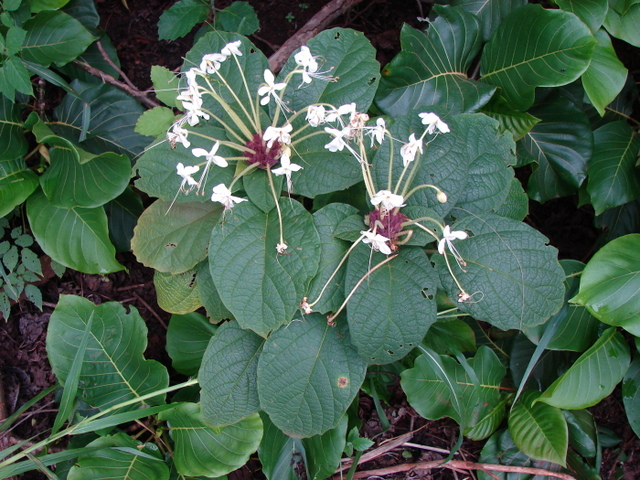 Clerodendrum capitatum var. capitatum
