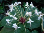 Clerodendrum capitatum var. capitatum