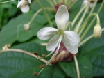 Clerodendrum capitatum var. capitatum