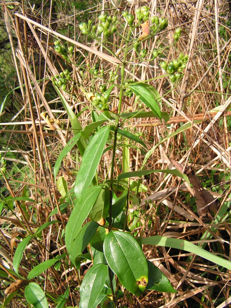 Clerodendrum formicarum Clerodendrum formicarum