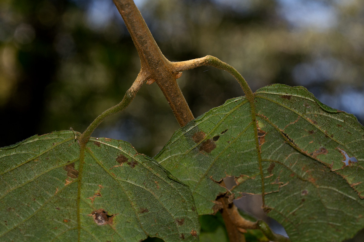 Clerodendrum johnstonii var. johnstonii