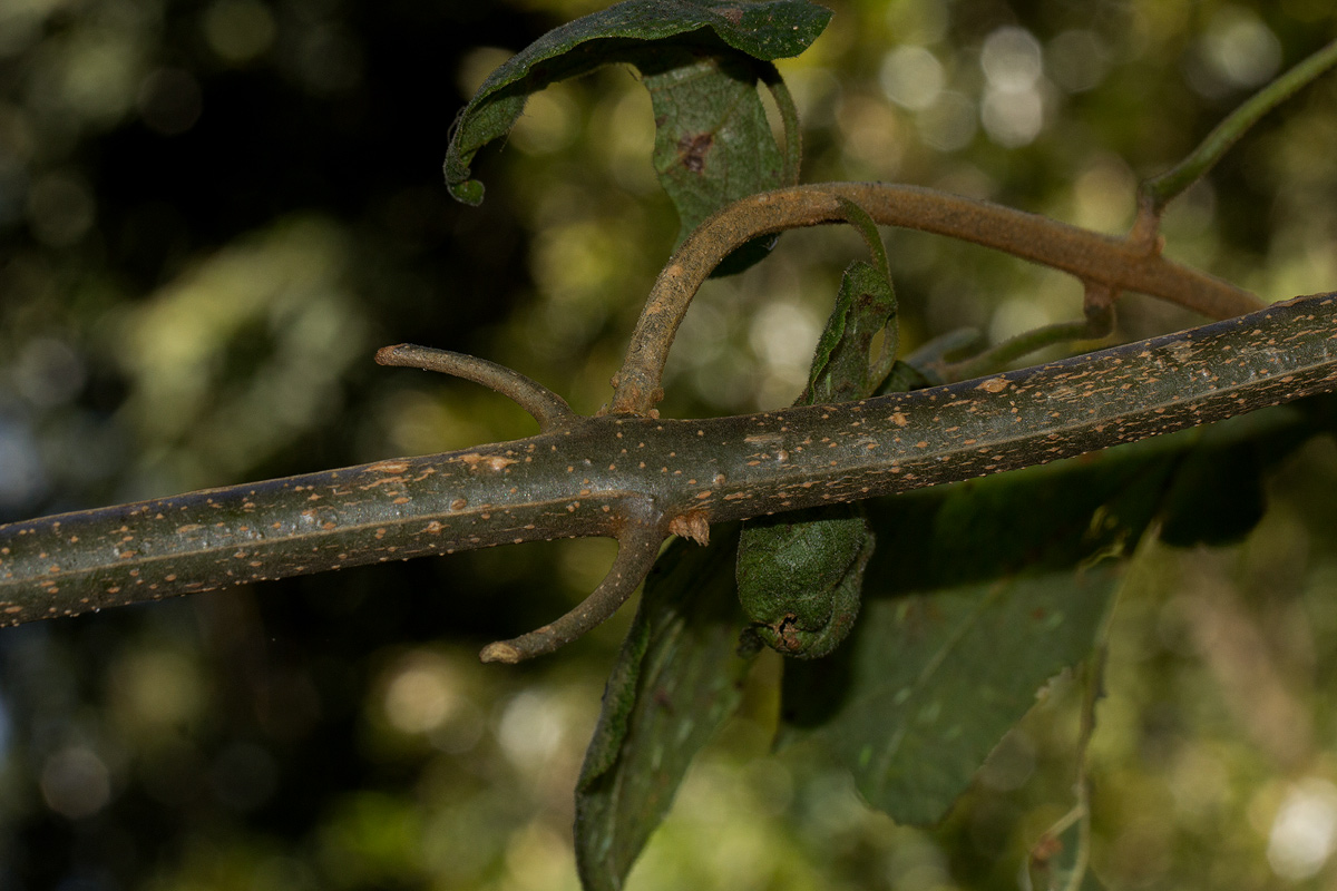 Clerodendrum johnstonii var. johnstonii